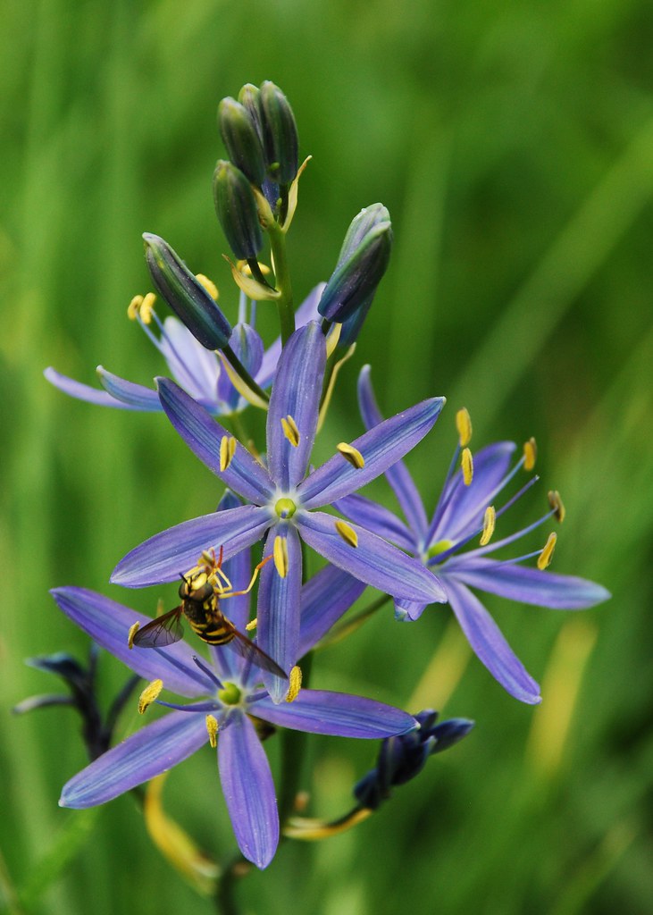 Common Camas An abundant plant in the Yosemite Valley seen… Flickr