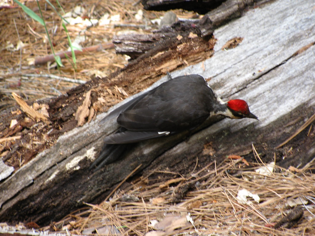 Woodpecker Woodpecker at Yosemite brooklynmiller23 Flickr