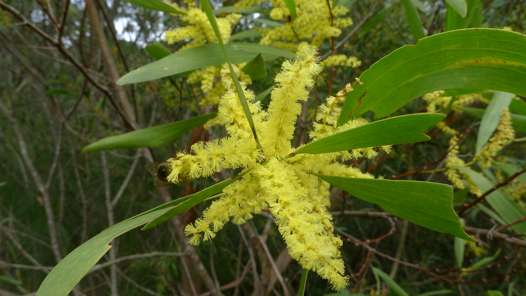 Sydney Golden Wattle Acacia longifolia flowers in winter, … Flickr