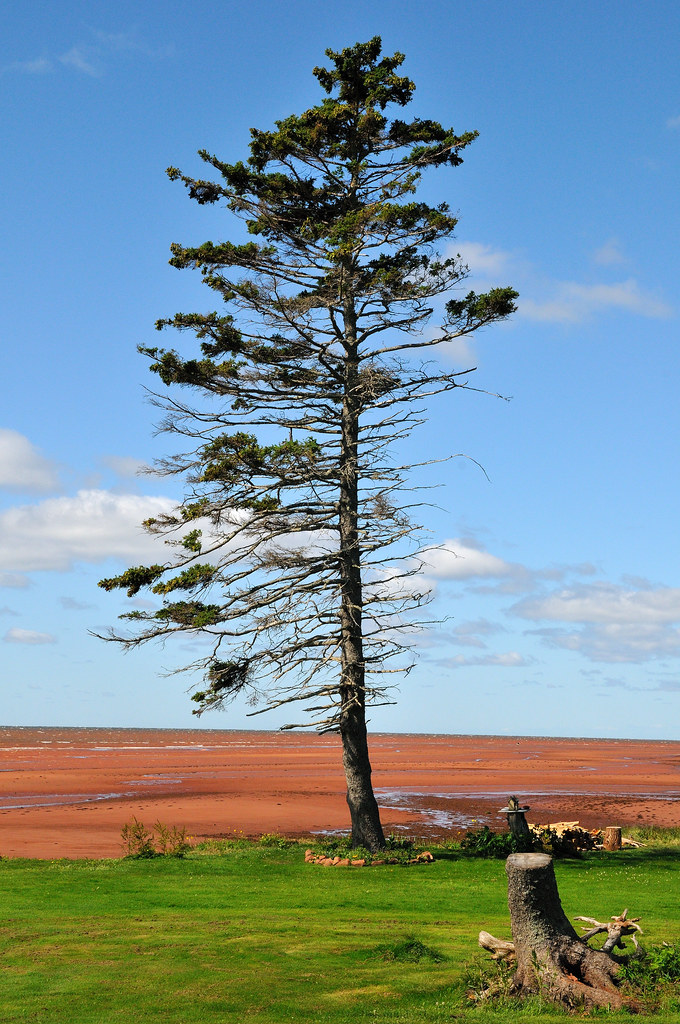 PEI tree ric_hammond Flickr