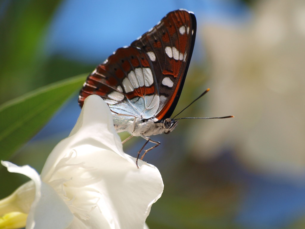 European butterflies Flickr