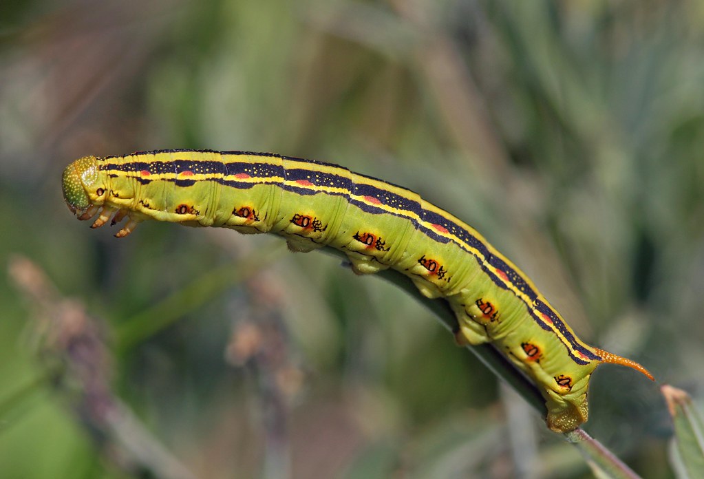 Whitelined Sphinx Moth Caterpillar Whitelined Sphinx Mot… Flickr