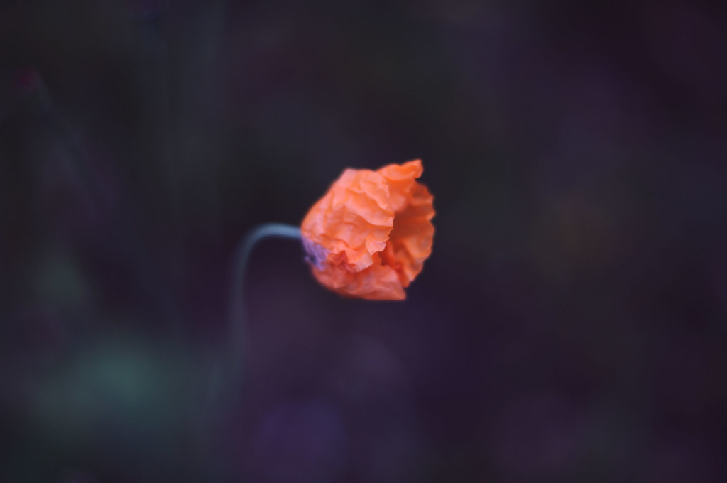 Silent flowers .. Flowers doesn't speek. They like to show… Flickr