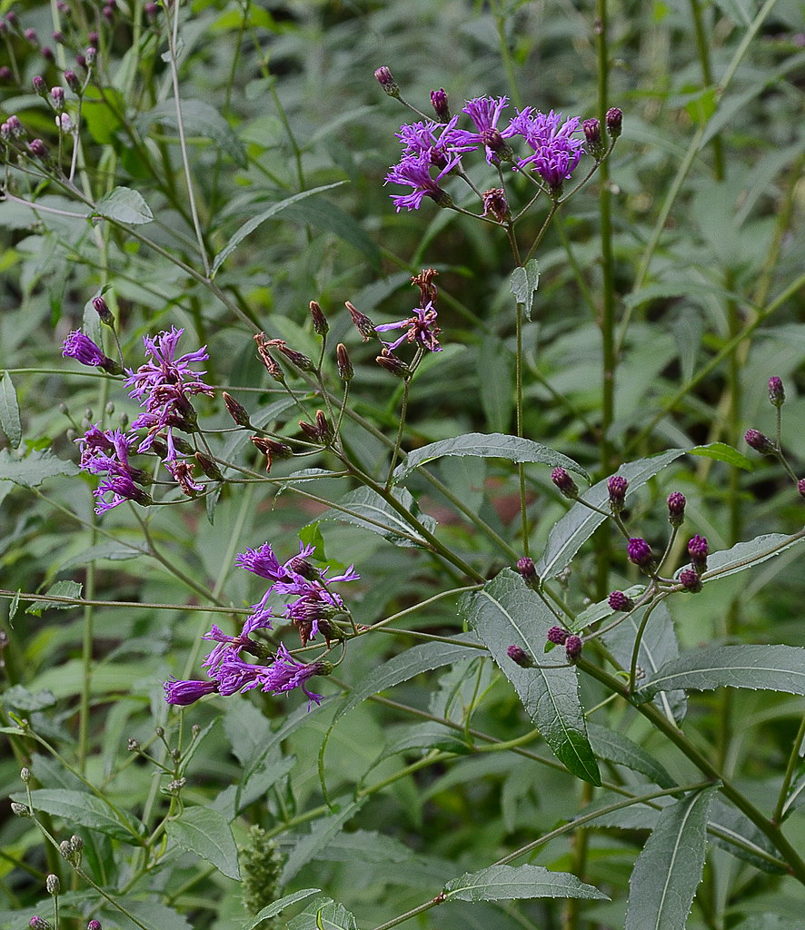 Vernonia sp "Iron Weed" (in the garden) Bernard Williamson Flickr