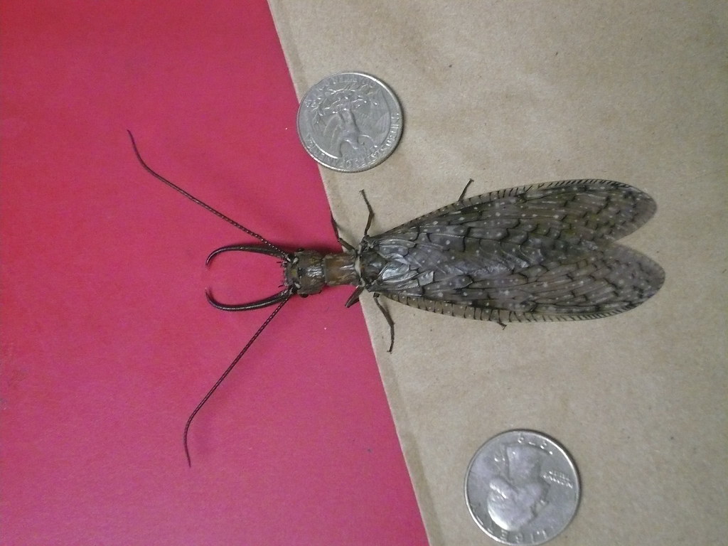 Demon bug from hell Please help me identify this so I can … Flickr
