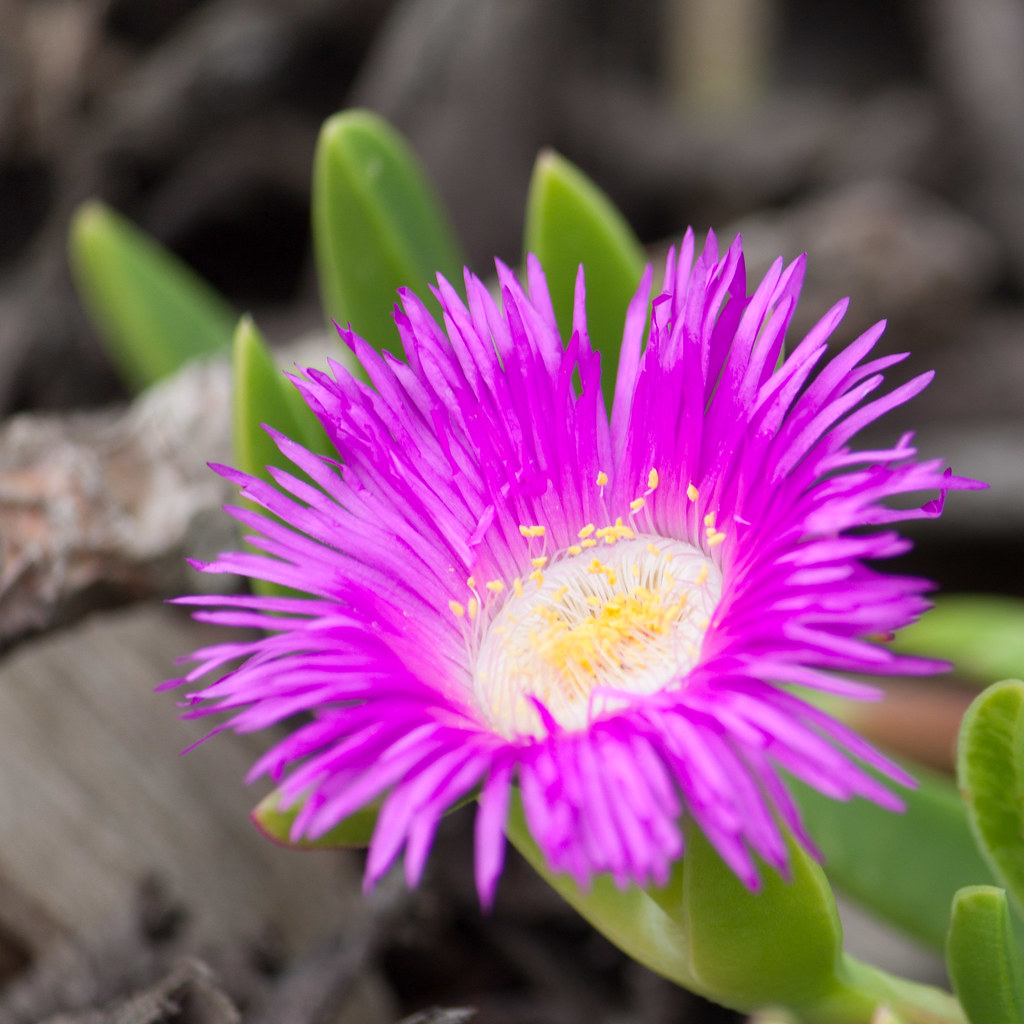 11.194 sea fig Carpobrotus chilensis Sean Garrett Flickr