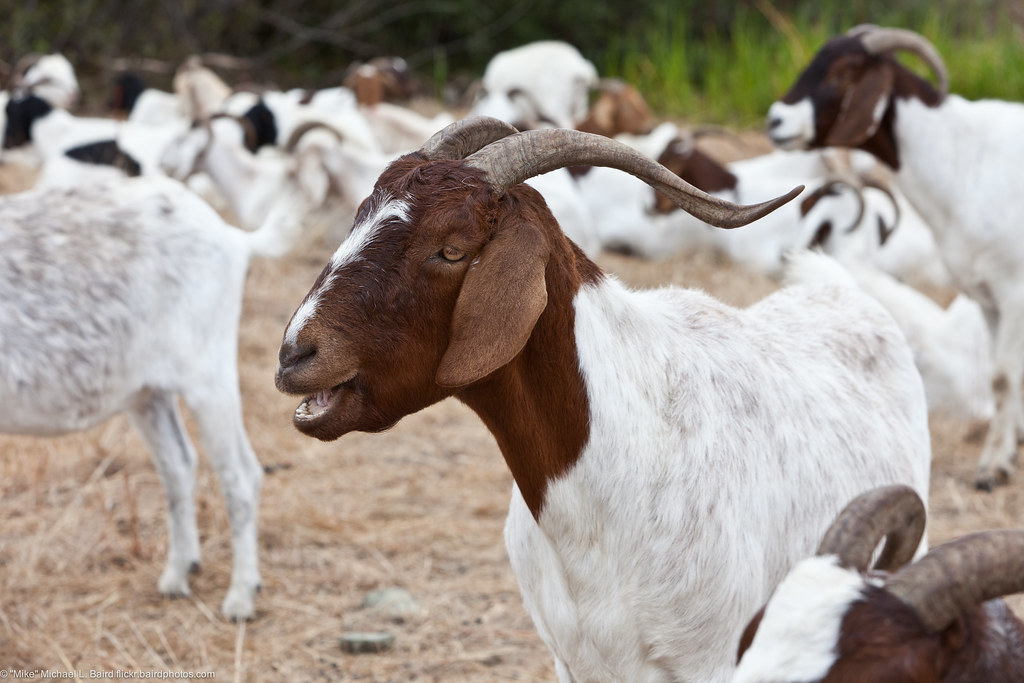 Goats eat weeds at Cloisters City Park July 2011 Goats emp… Flickr