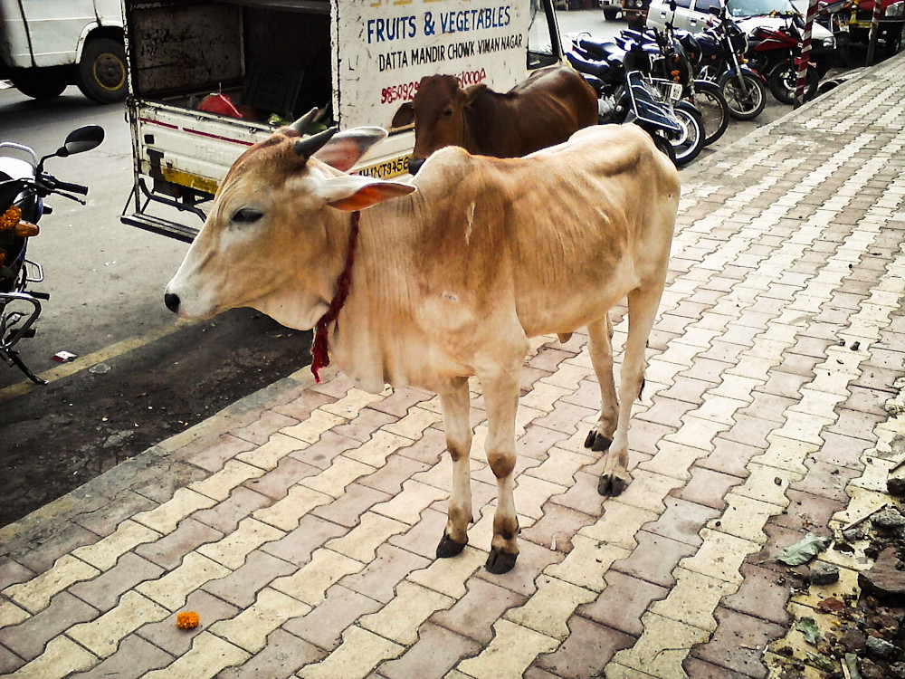 A skinny cow in India I had taken these photos of the skin… Flickr