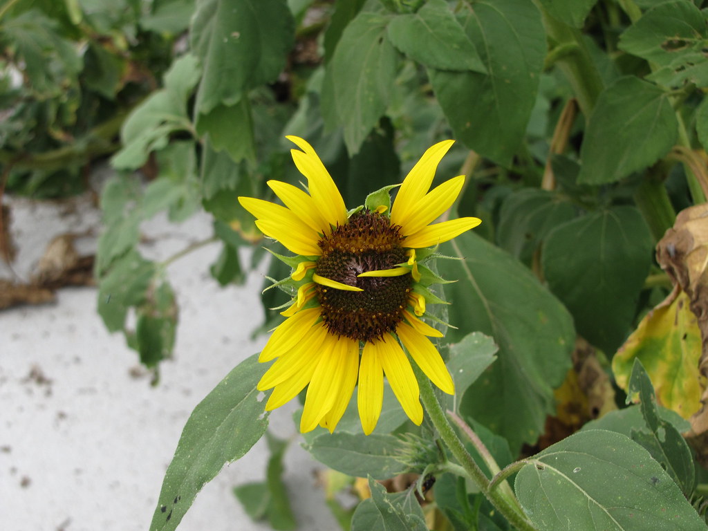 Sunflower Hug Blake Teichmeier Flickr
