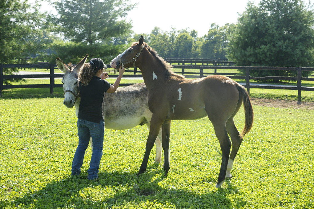 A Day in My Life as a Weanling at DeGraff Stables Todd tak… Flickr