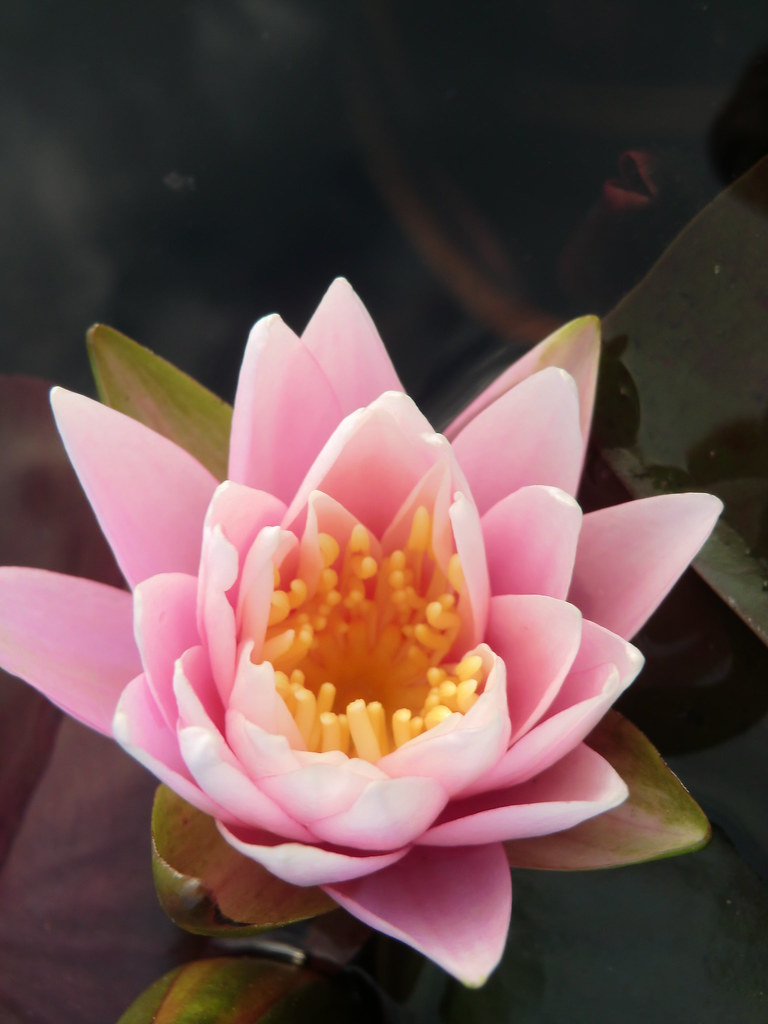 CIMG7967 Water lily bloom in the Parc Floral during the Fe… Flickr