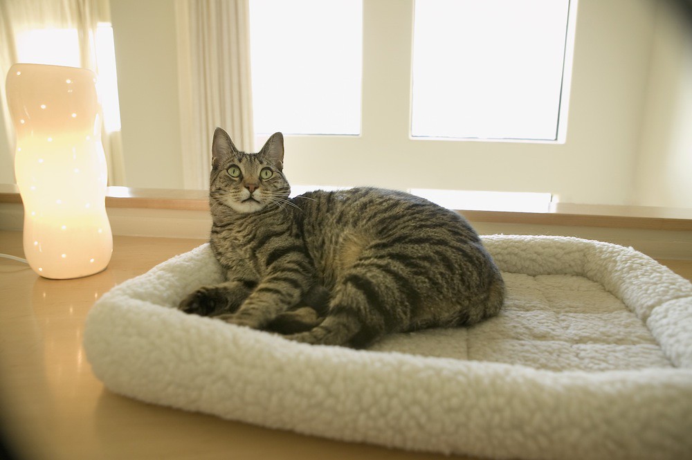 veterinarianclinicinauburnalcanhandlepetemergency Flickr