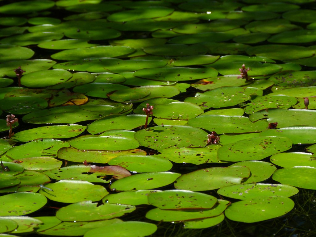 Big Pond Otis MA Rusty Clark 100K Photos Flickr