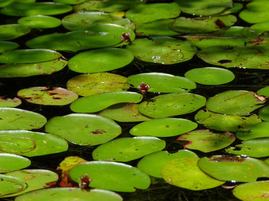 Big Pond Otis MA Rusty Clark 100K Photos Flickr