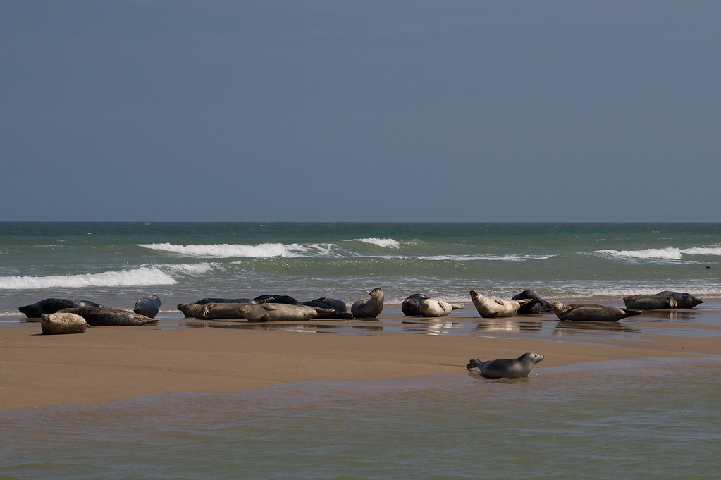 Grey Seals at Horsey Corner Beach Colony of grey seals enj… Flickr