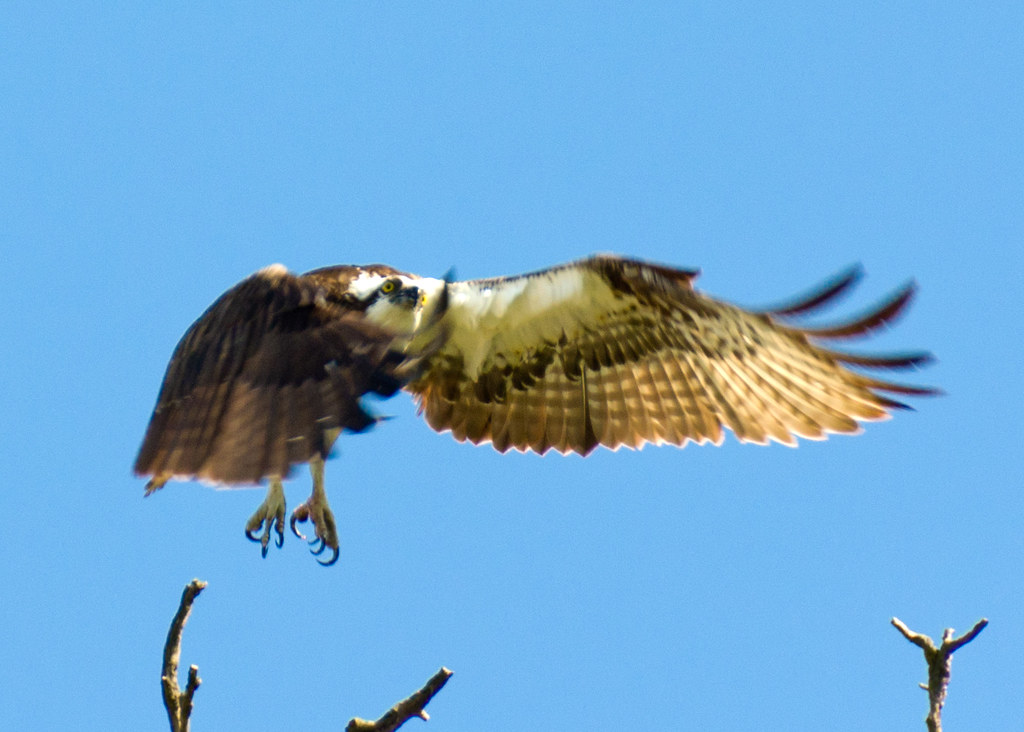 Osprey Away 6 An Osprey (Pandion haliaetus) takes flight f… Flickr