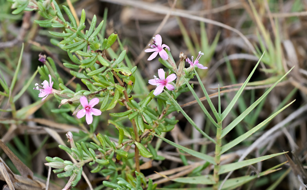 Frankenia salina (grandiflora) Alkali Heath with Saltgra… Flickr