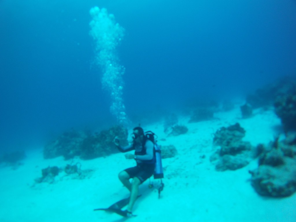 Bimini Diving Ines HegedusGarcia Flickr