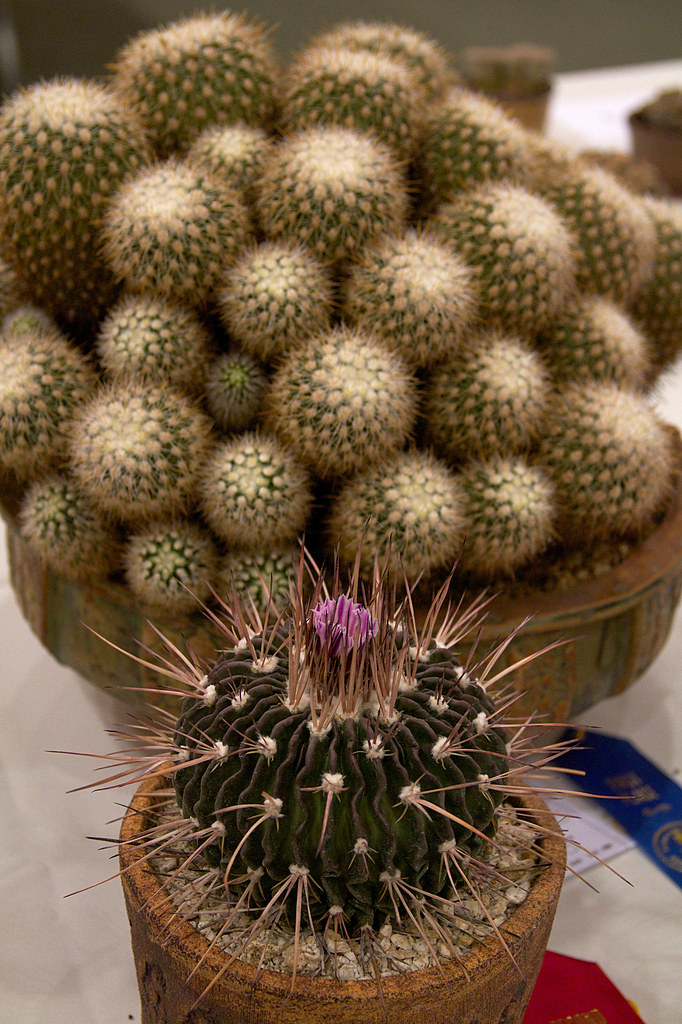 IMG_0999 Cactus and Succulent Society of America Flickr
