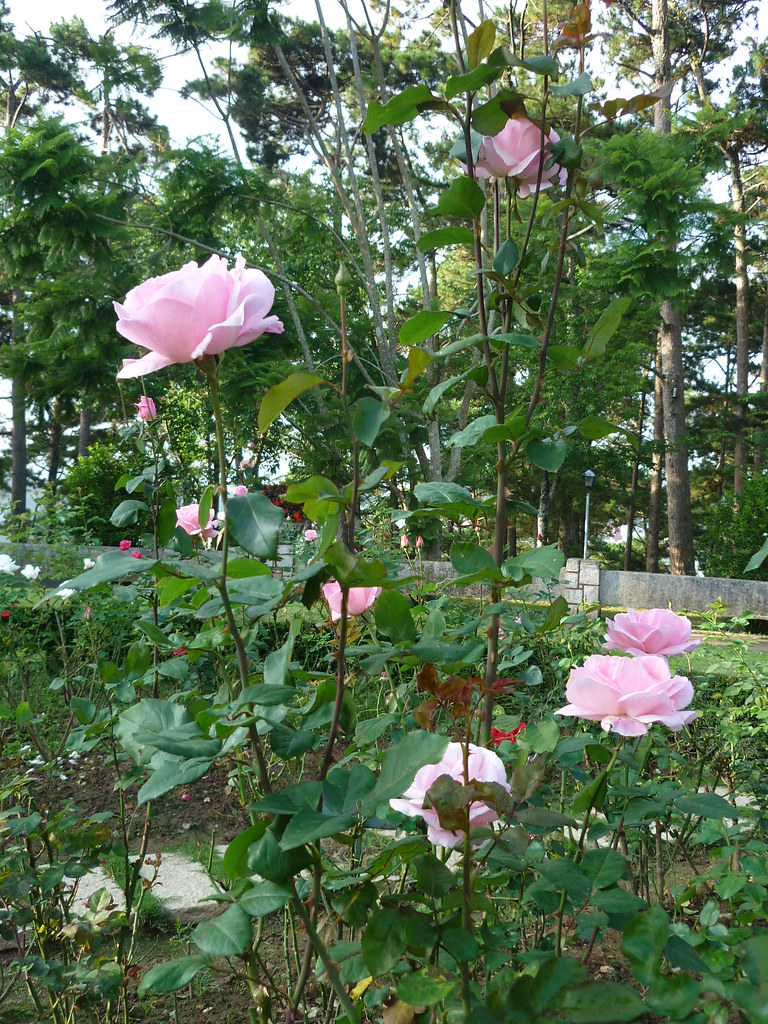 Hoa hường | Hoa Hồng Rosa Rosaceae Hồng hay hường là tên gọi… | Flickr