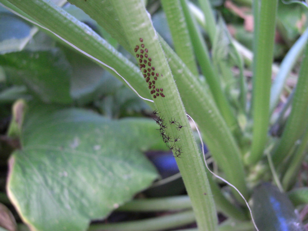 Identifying Bugs on Zucchini Plants What are these, and ho… Flickr