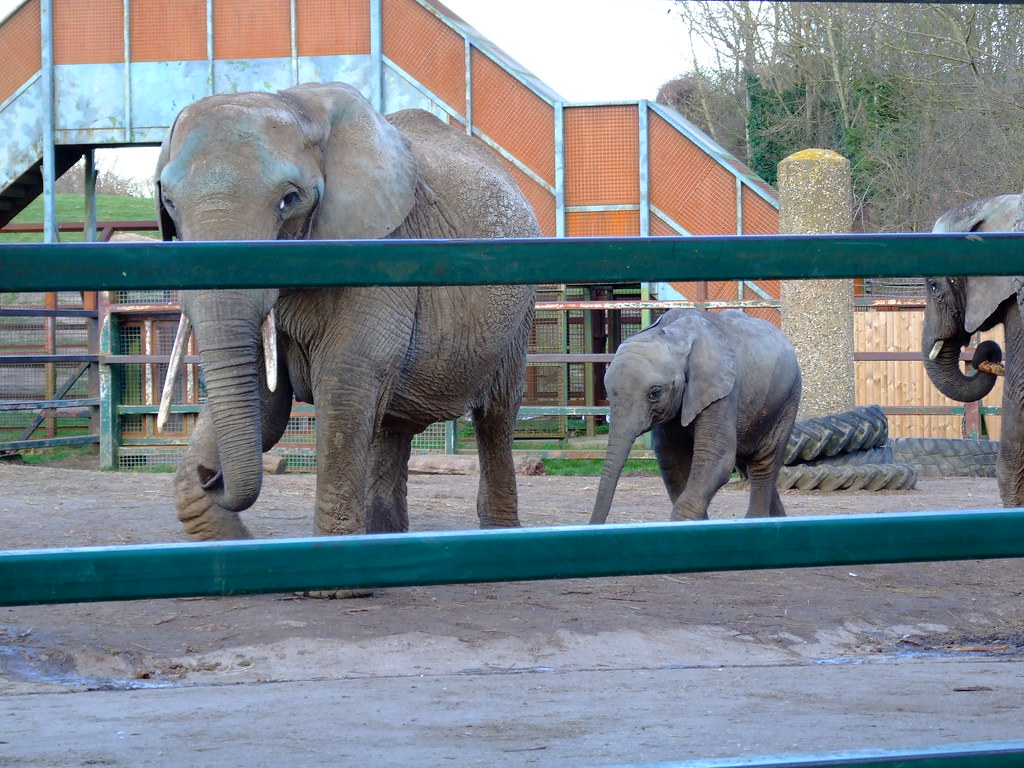 Elephants at Howletts Zoo Park, Kent NEALR UK Flickr