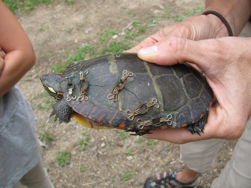 A turtle shell repair at the Center for Wildlife Photograp??? Flickr