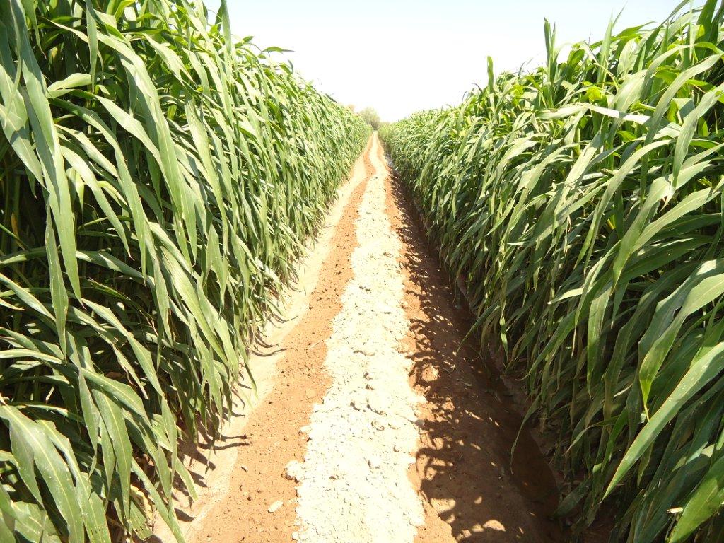 PAMPA VERDE BMR6 El Pampa Verde BMR6 forma parte de la tri… Flickr