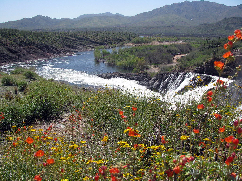 Verde River Blossoms Blossoms near the Verde River, Arizon… Andy