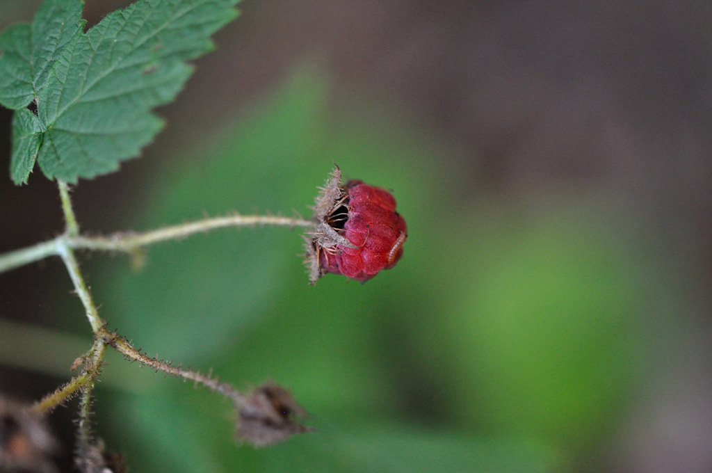 Raspberry worm These raspberries taste awesome, but worms … Flickr