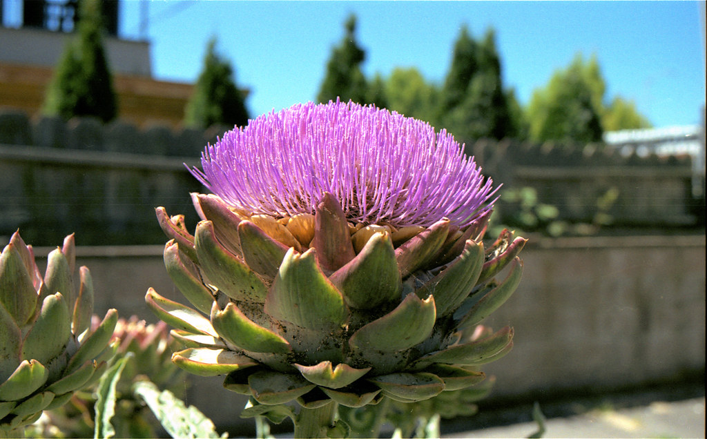 Artichoke Flower A 611 2 A closeup of an artichoke flowe… Flickr