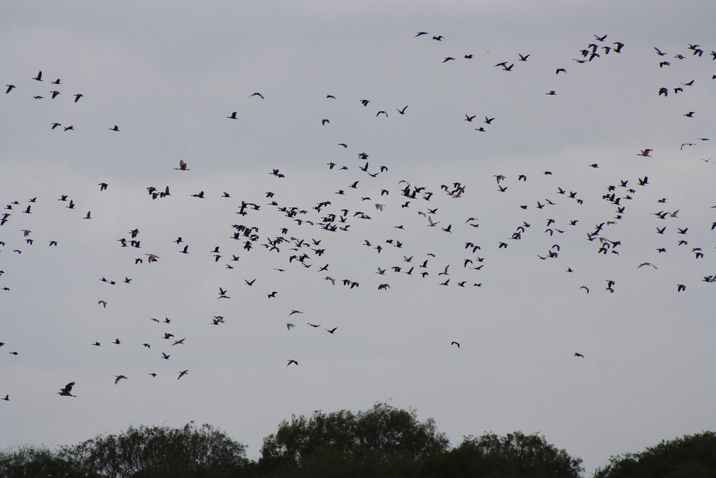 Birds corpus christi Texas Shawn Collins Flickr