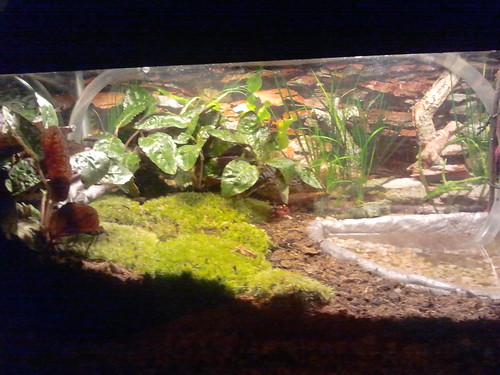 vampire crab setup katschamne Flickr