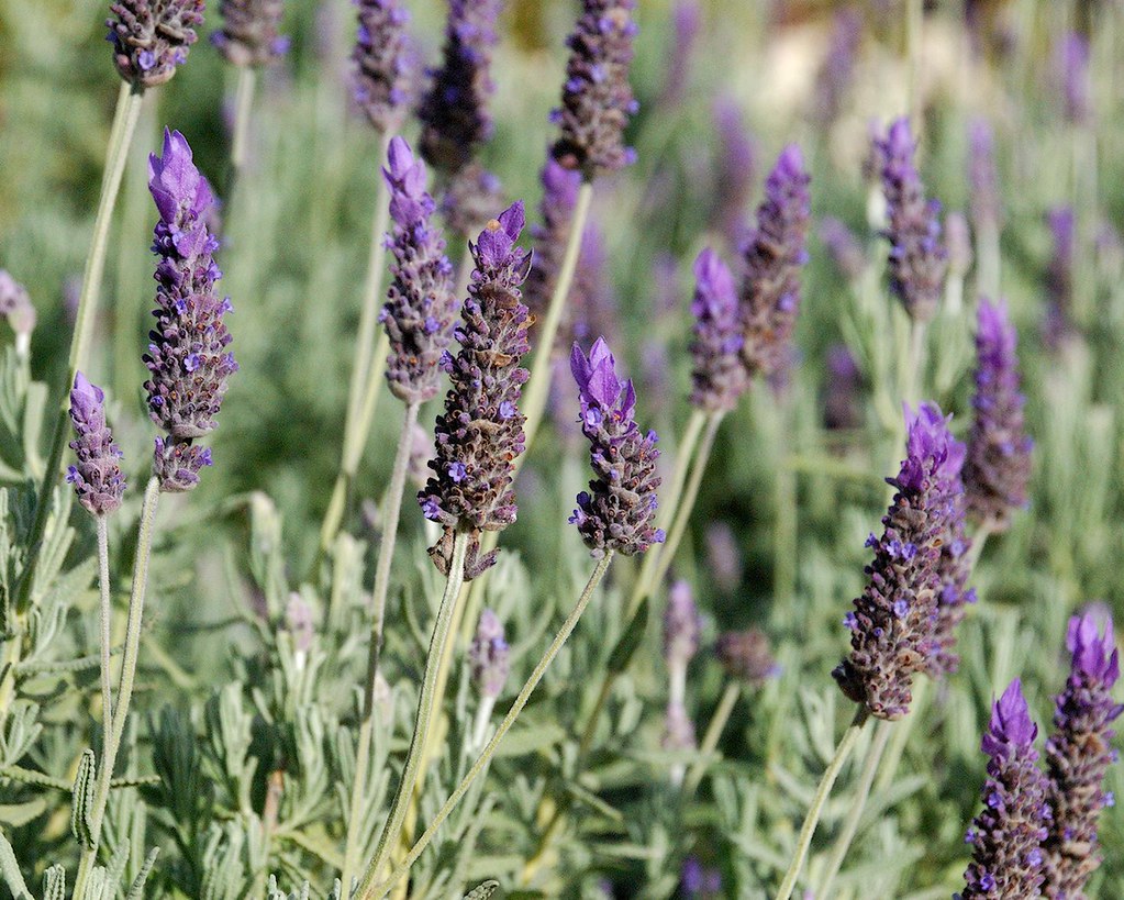 garden of lavender a garden bed at Ipswich, Queensland, fu… Flickr