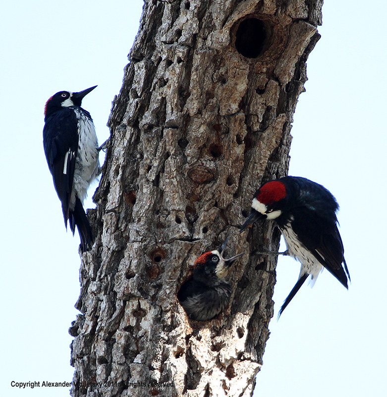 Woodpeckers Flickr