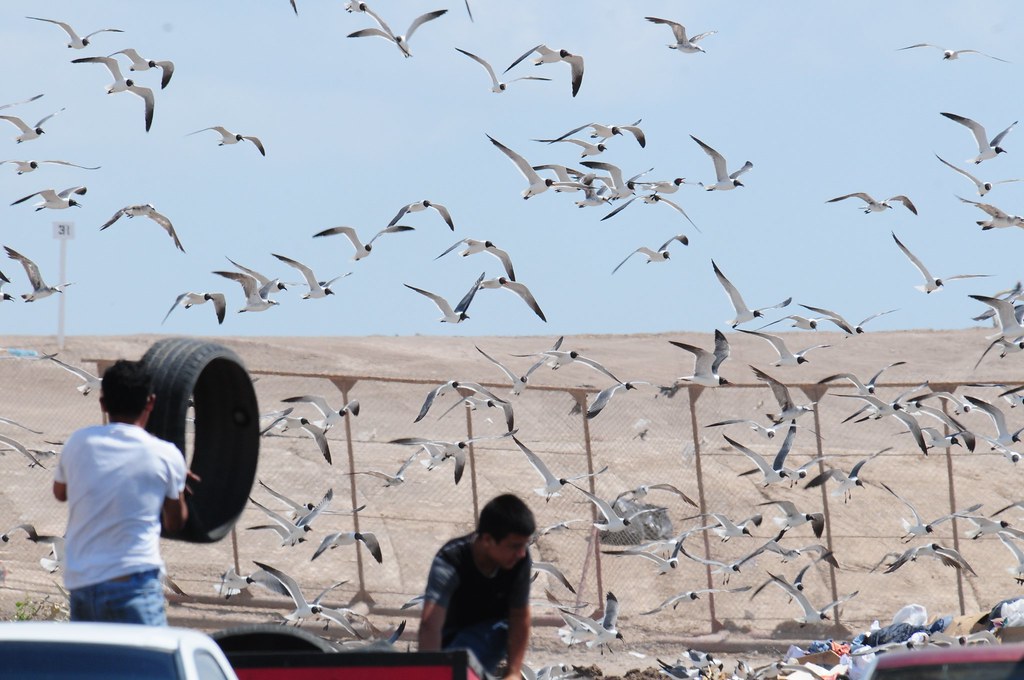 Brownsville Municipal Landfill, Texas Vince Smith Flickr