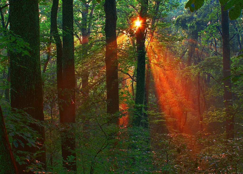 Roland Farm Woods Location The Plains, Va Photographer R… Flickr