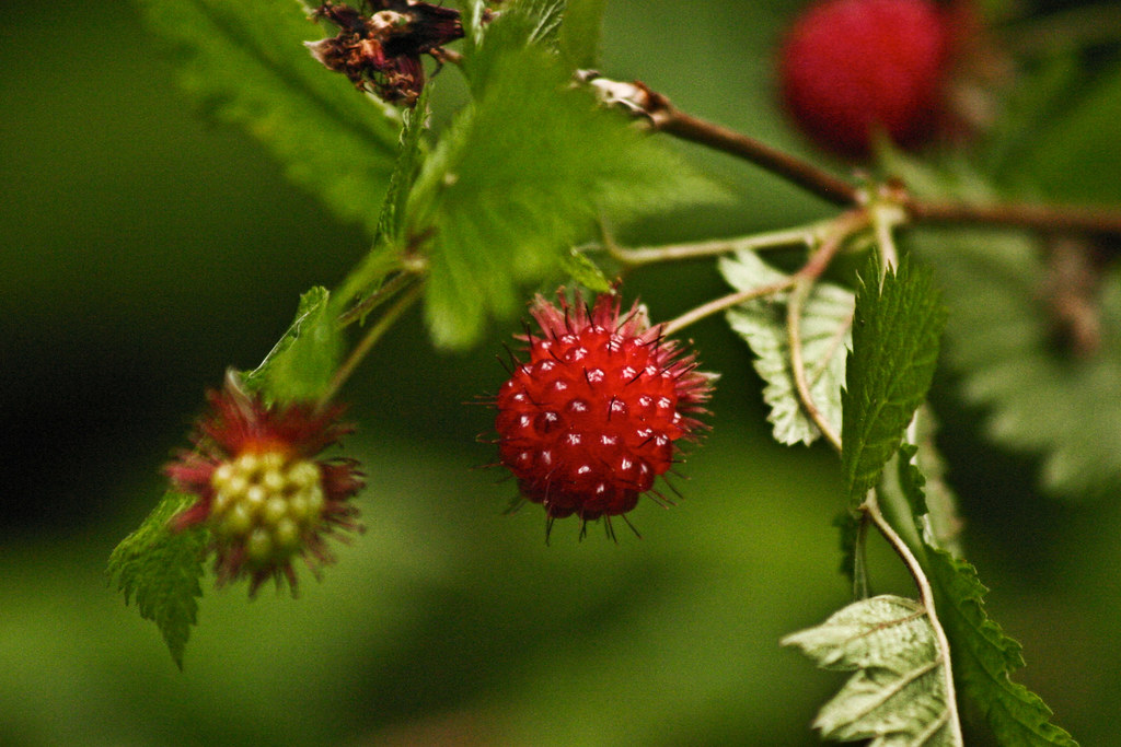 Salmon Berry Melody AyresGriffiths Flickr