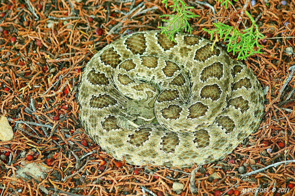 New Mexico Reptiles Flickr