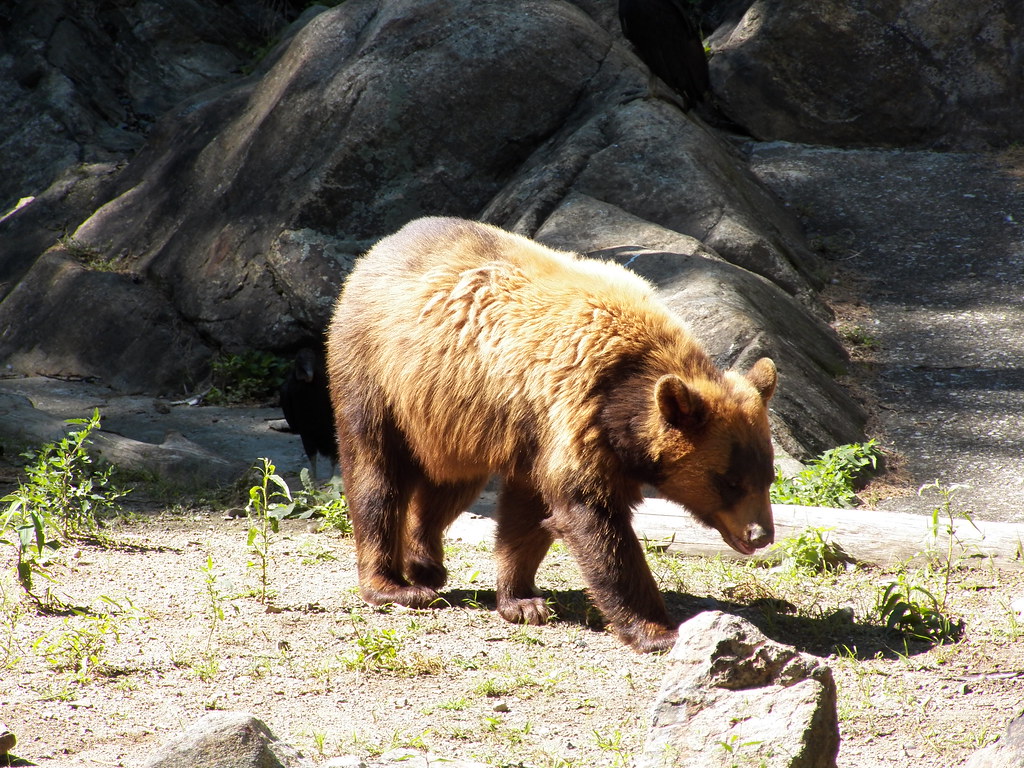 Bear Mountain Zoo Bill p Flickr