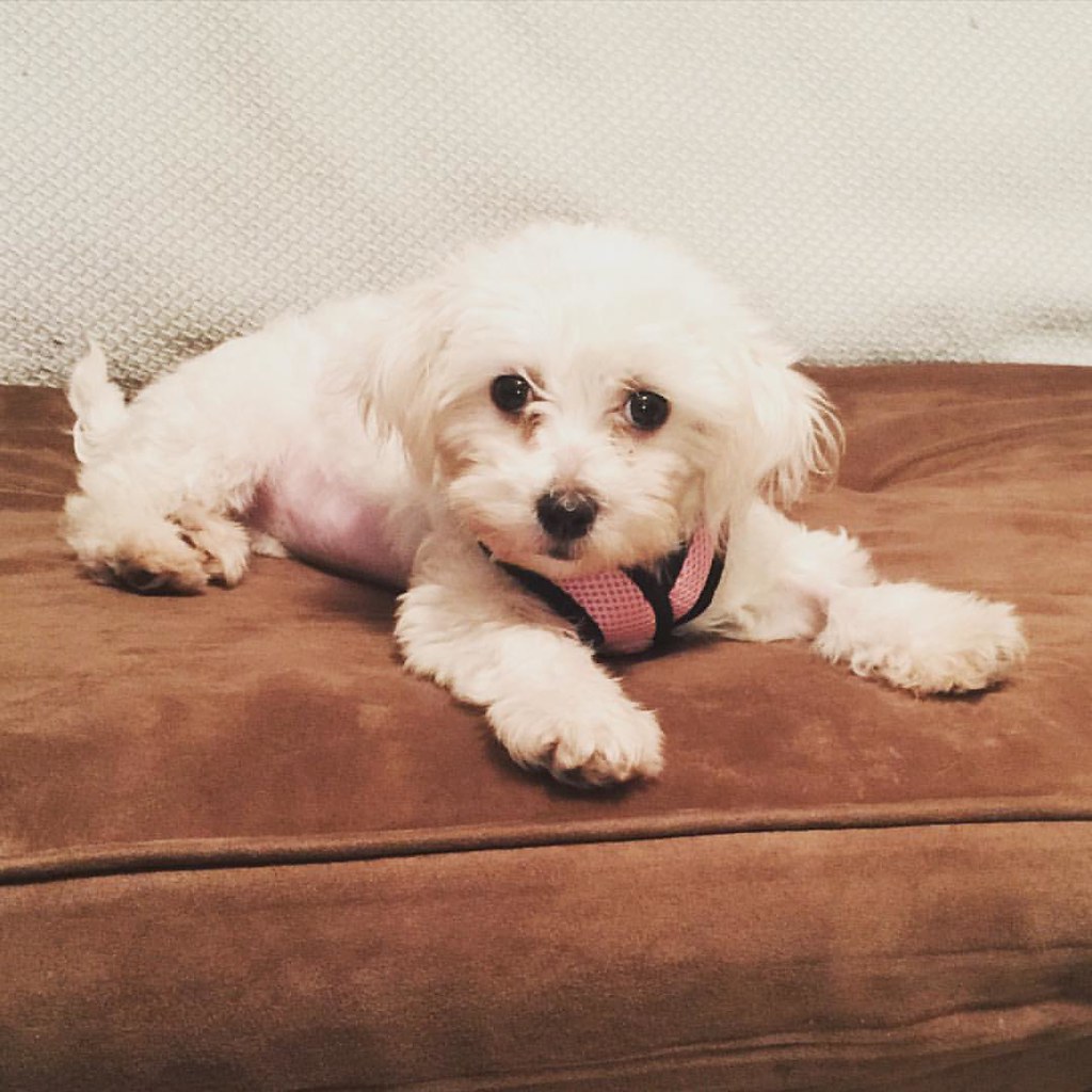 upload shawn petrie Flickr