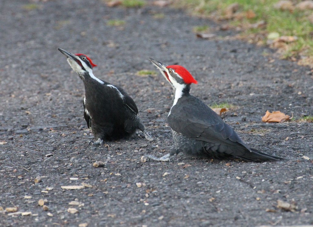 Woodpeckers Flickr