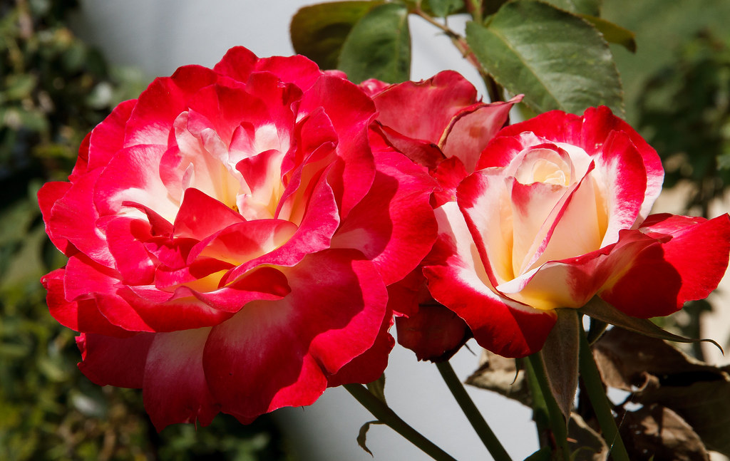 Hunter Valley Gardens.Rose Collection.012 Geoff Whalan Flickr