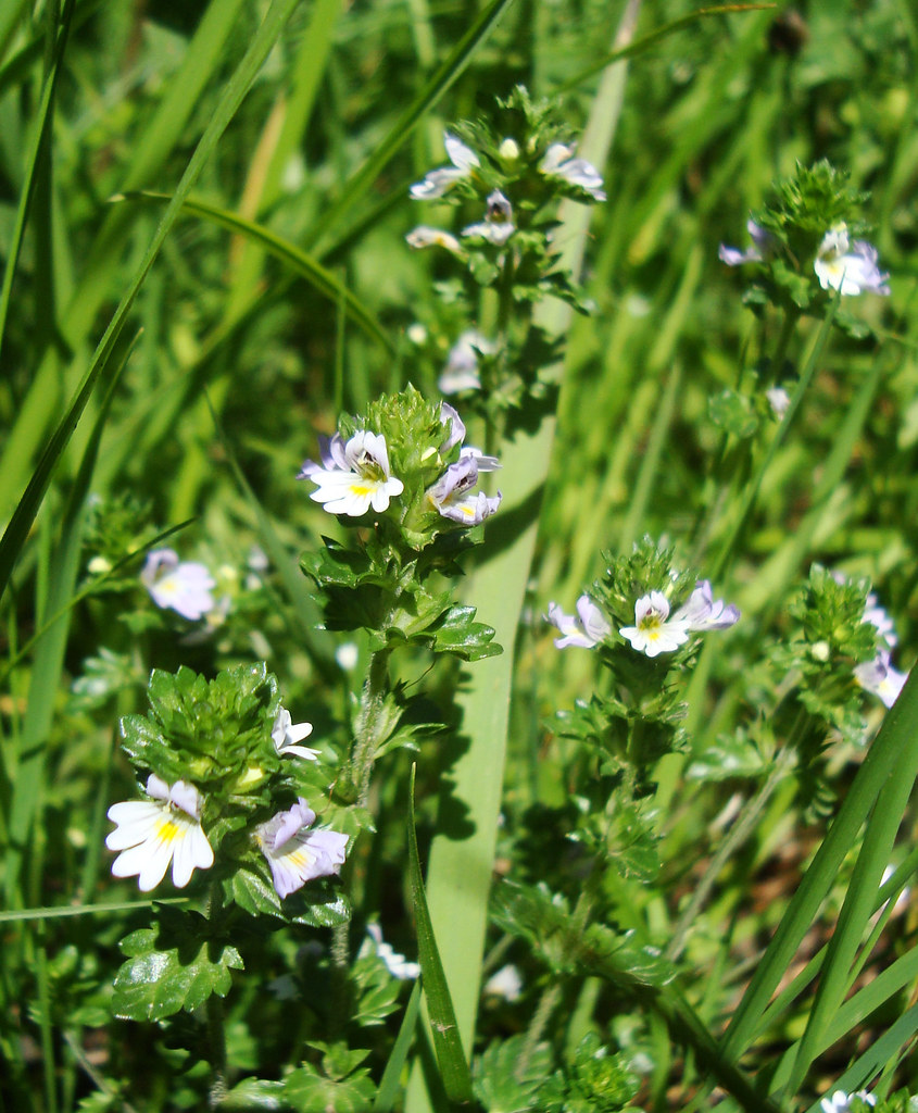 Eyebright A herb used in folk medicine to relieve all mann… Flickr