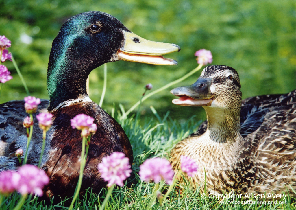 Ducks in my garden, WaltononThames, Surrey a photo on Flickriver