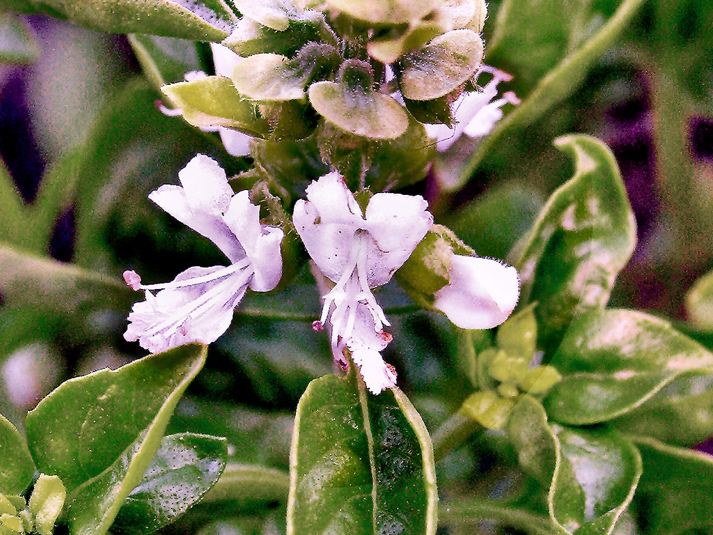 Flowering Basil 01 Basil flowers out at the tops of it's s… Flickr