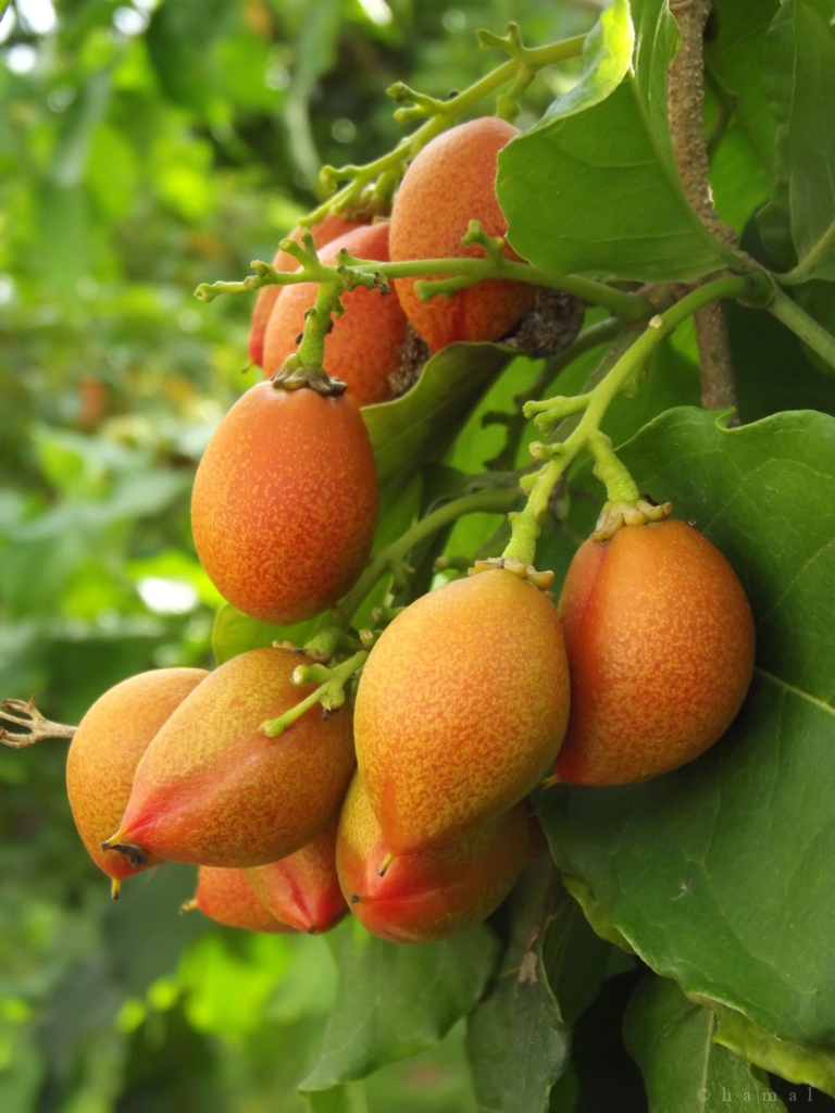 Apricot? LocationPalawatta, Sri Lanka Please help me to f… Flickr
