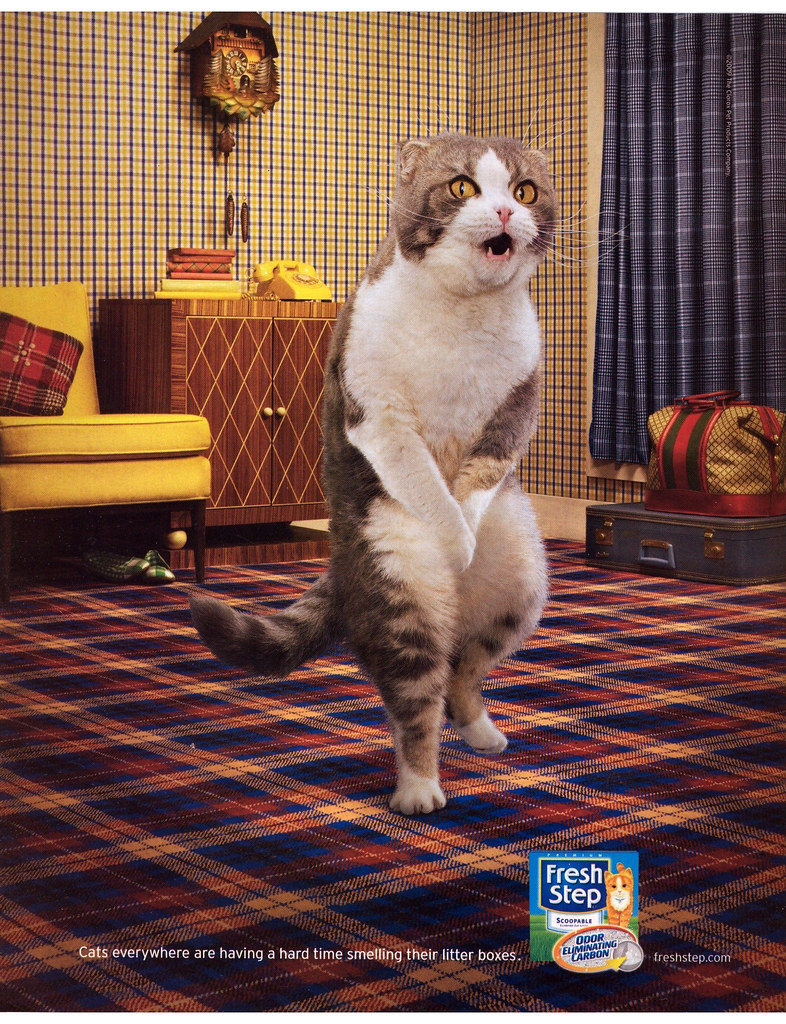 martha stewart kitty litter commercial