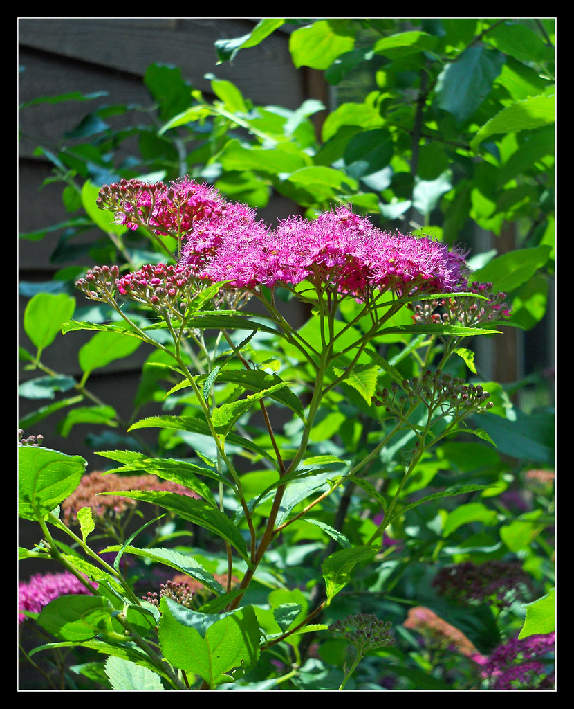 Mystery flowers Photographed in my cousin's garden in nort… Flickr