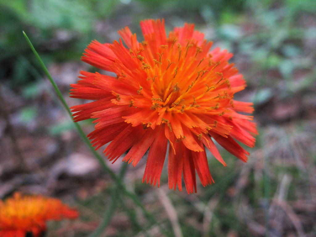 Indian paintbrush, northern Wisconsin These were everywher… Flickr